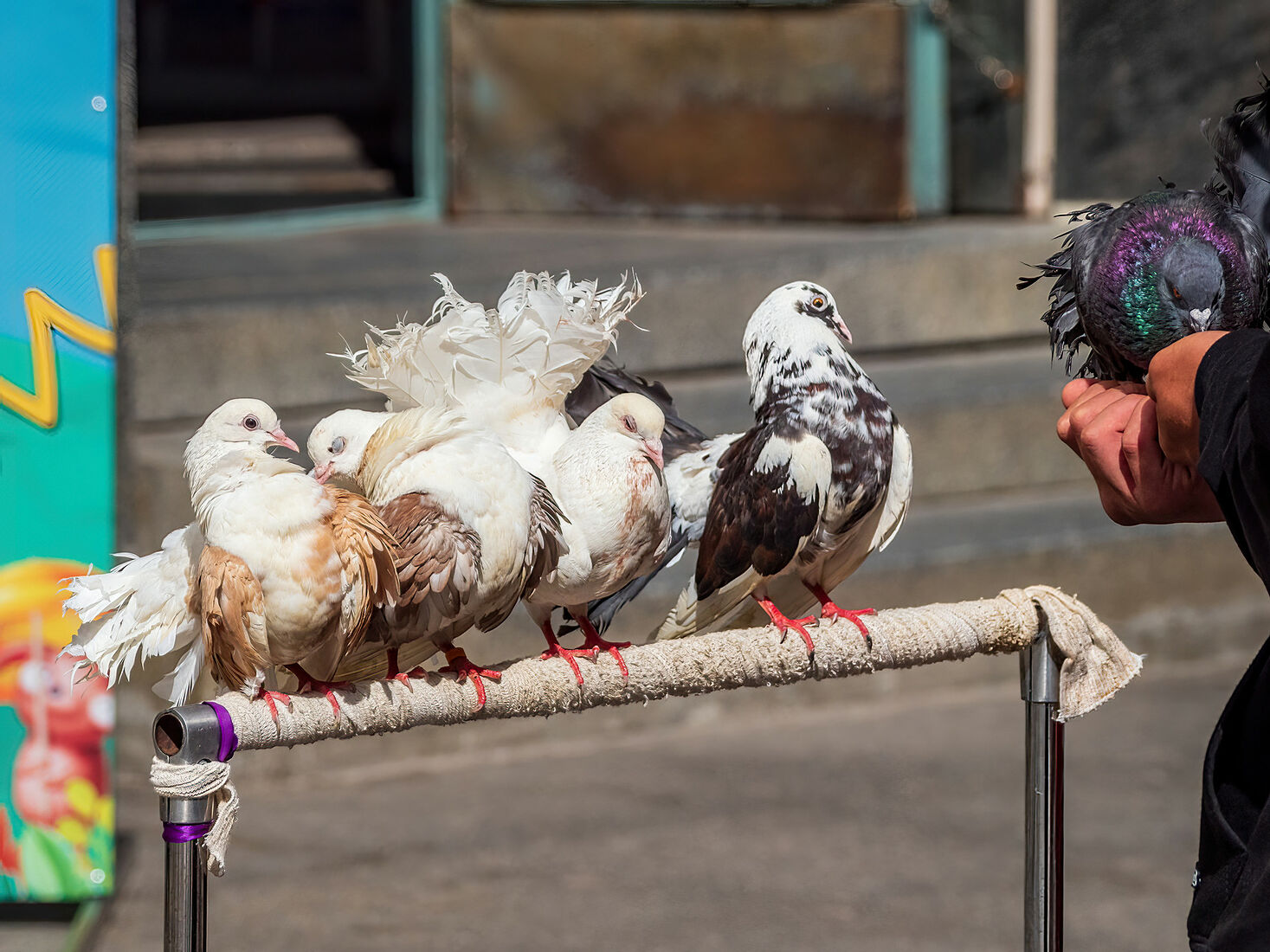 OLYMPUS DIGITAL CAMERA