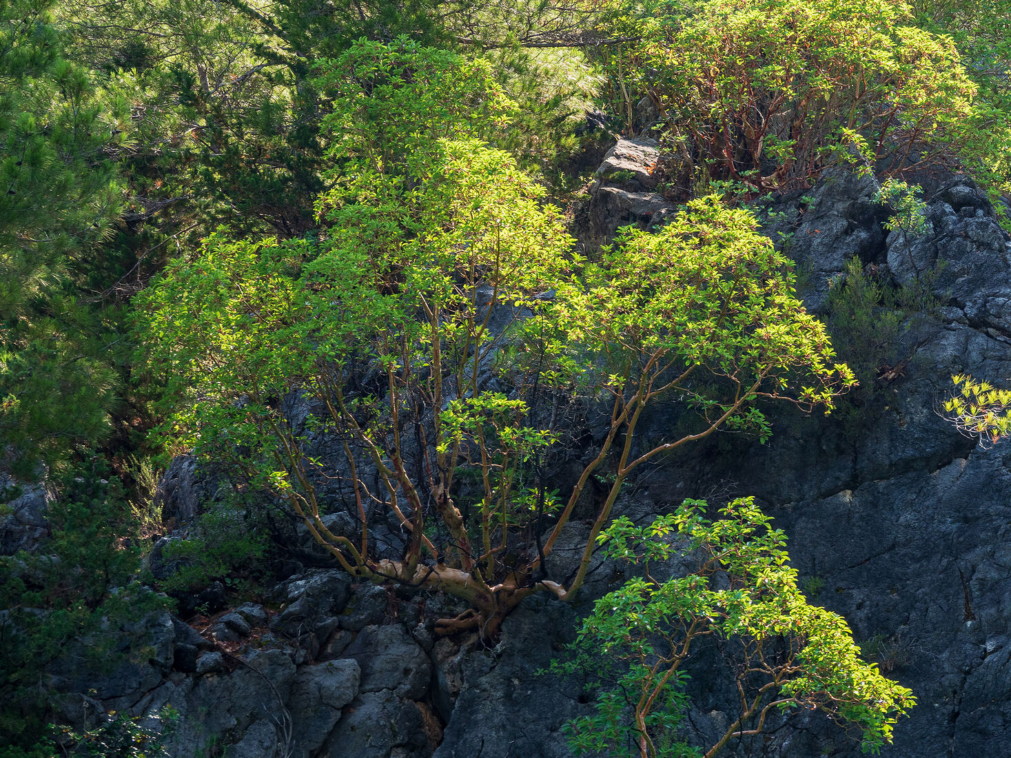 OLYMPUS DIGITAL CAMERA