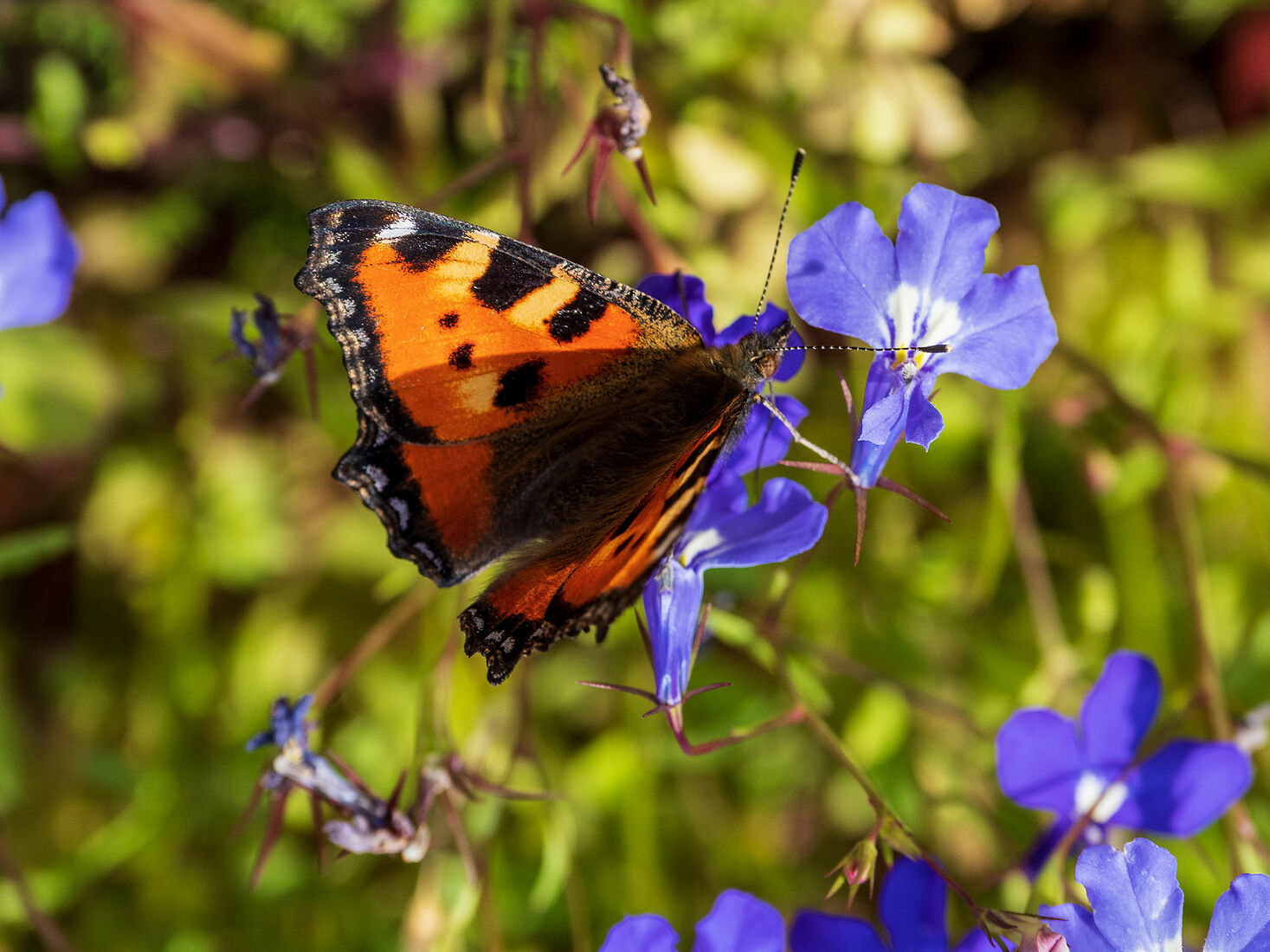 OLYMPUS DIGITAL CAMERA