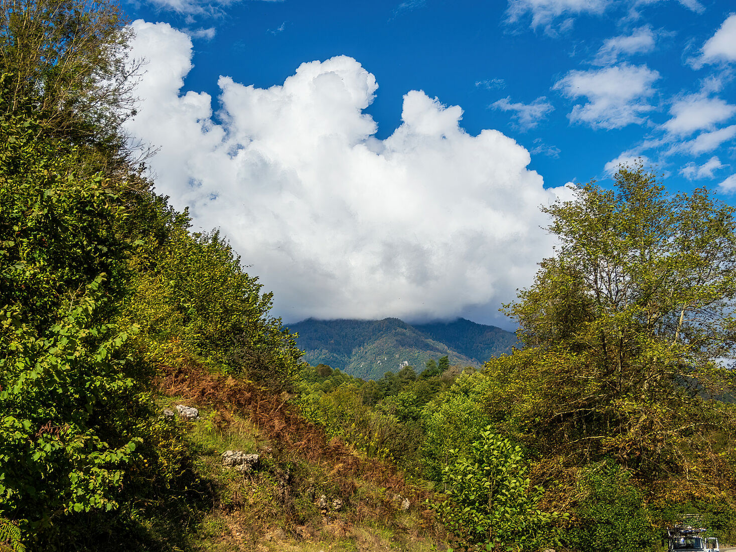 OLYMPUS DIGITAL CAMERA