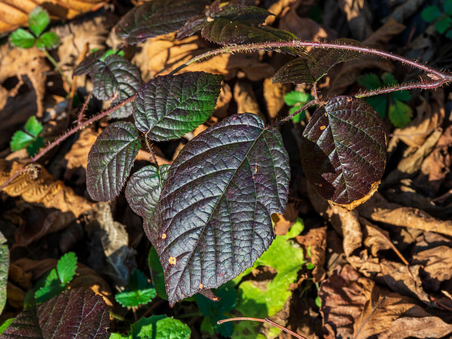 OLYMPUS DIGITAL CAMERA