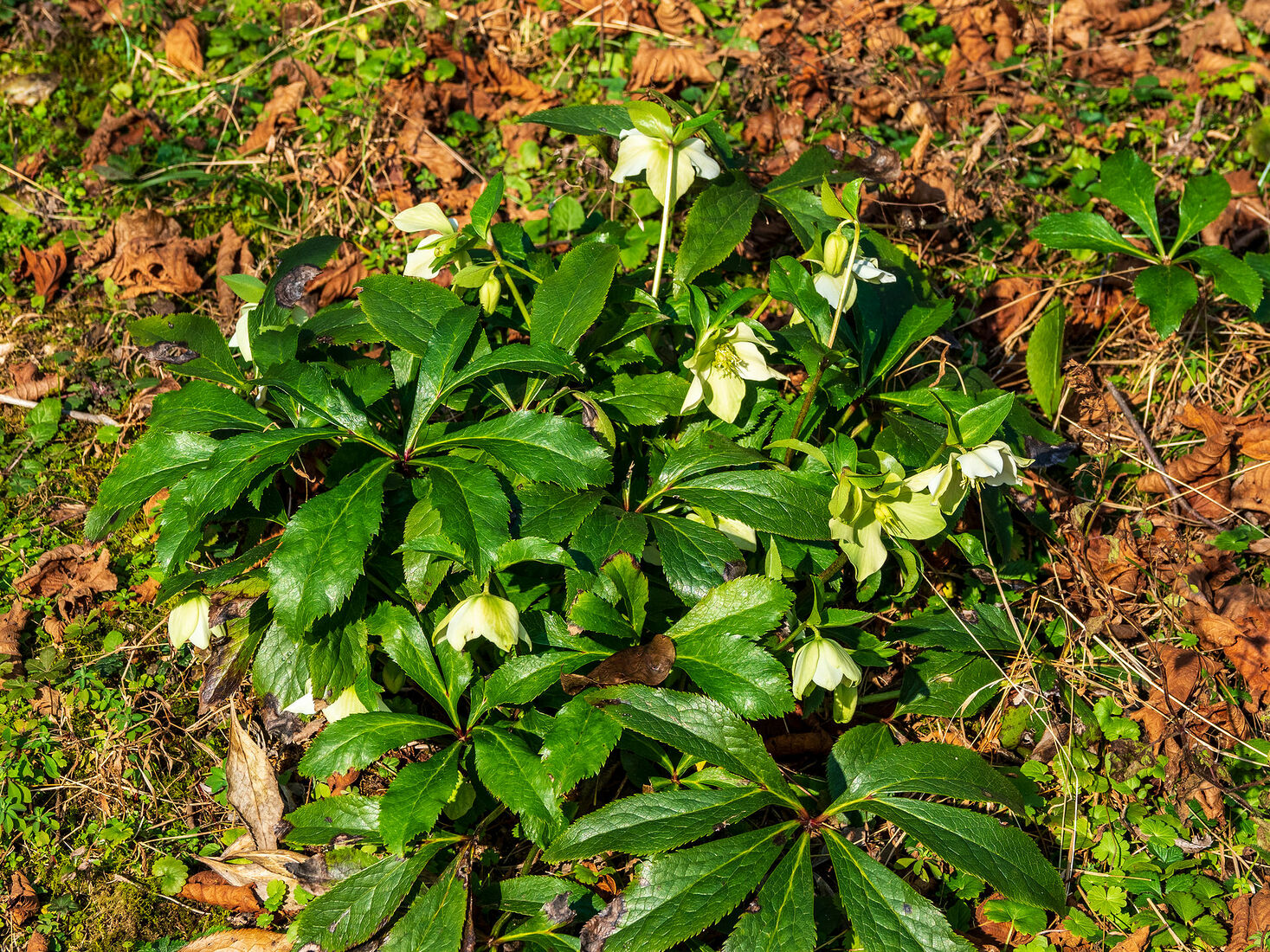 OLYMPUS DIGITAL CAMERA