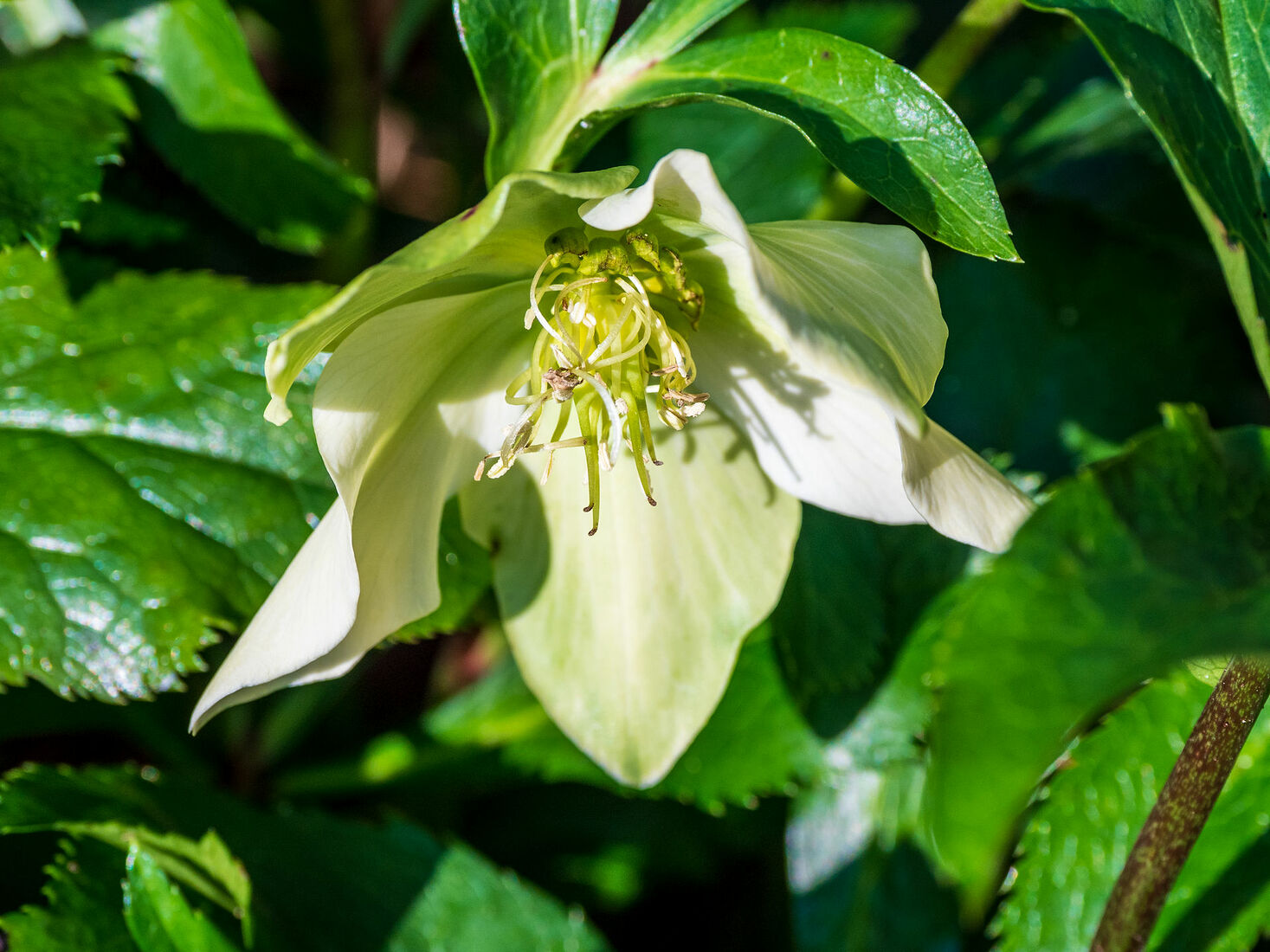 OLYMPUS DIGITAL CAMERA