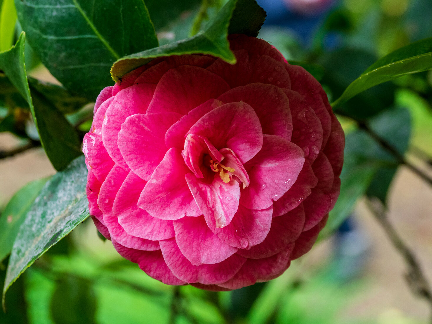 OLYMPUS DIGITAL CAMERA