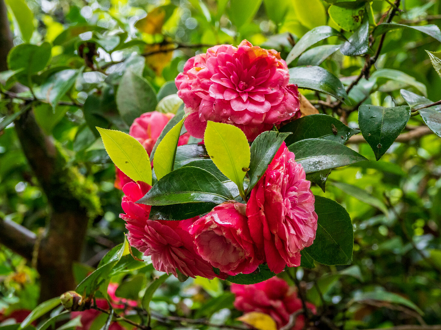 OLYMPUS DIGITAL CAMERA