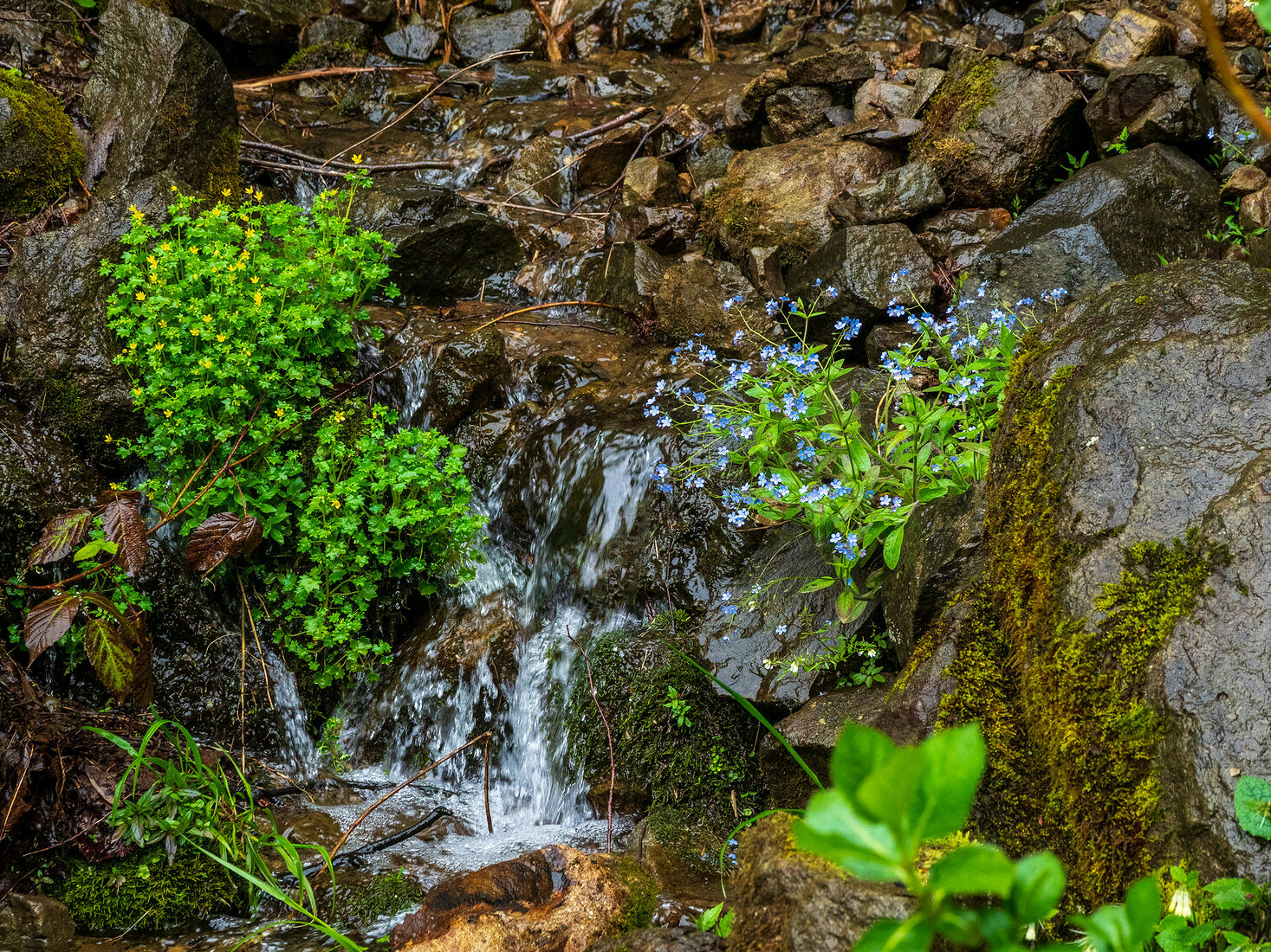 OLYMPUS DIGITAL CAMERA