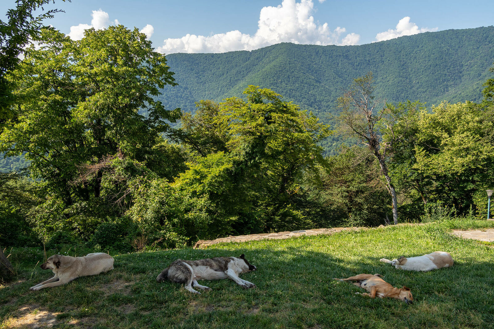 OLYMPUS DIGITAL CAMERA