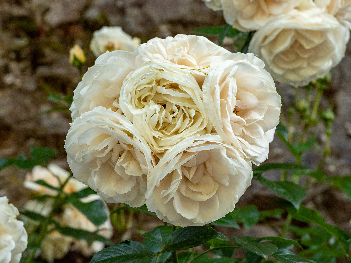 OLYMPUS DIGITAL CAMERA