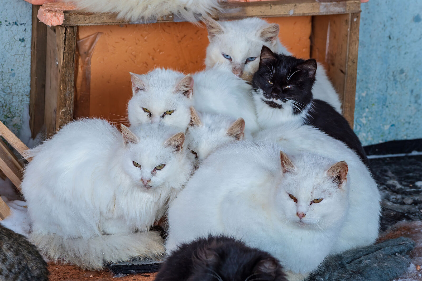 OLYMPUS DIGITAL CAMERA