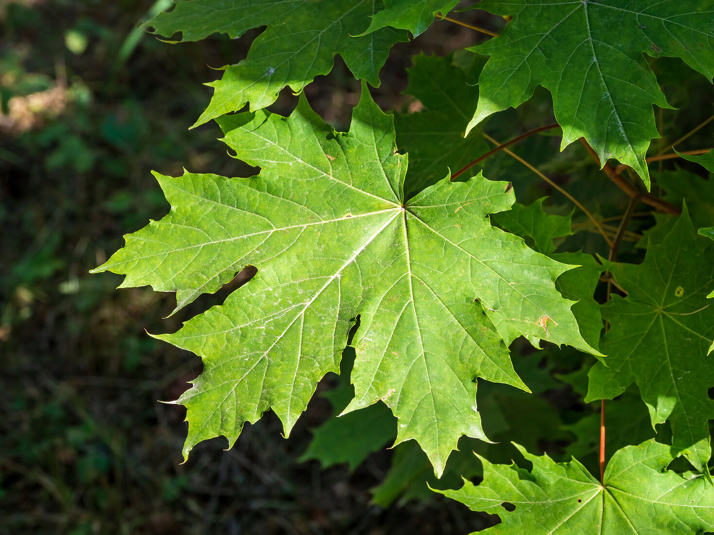 OLYMPUS DIGITAL CAMERA