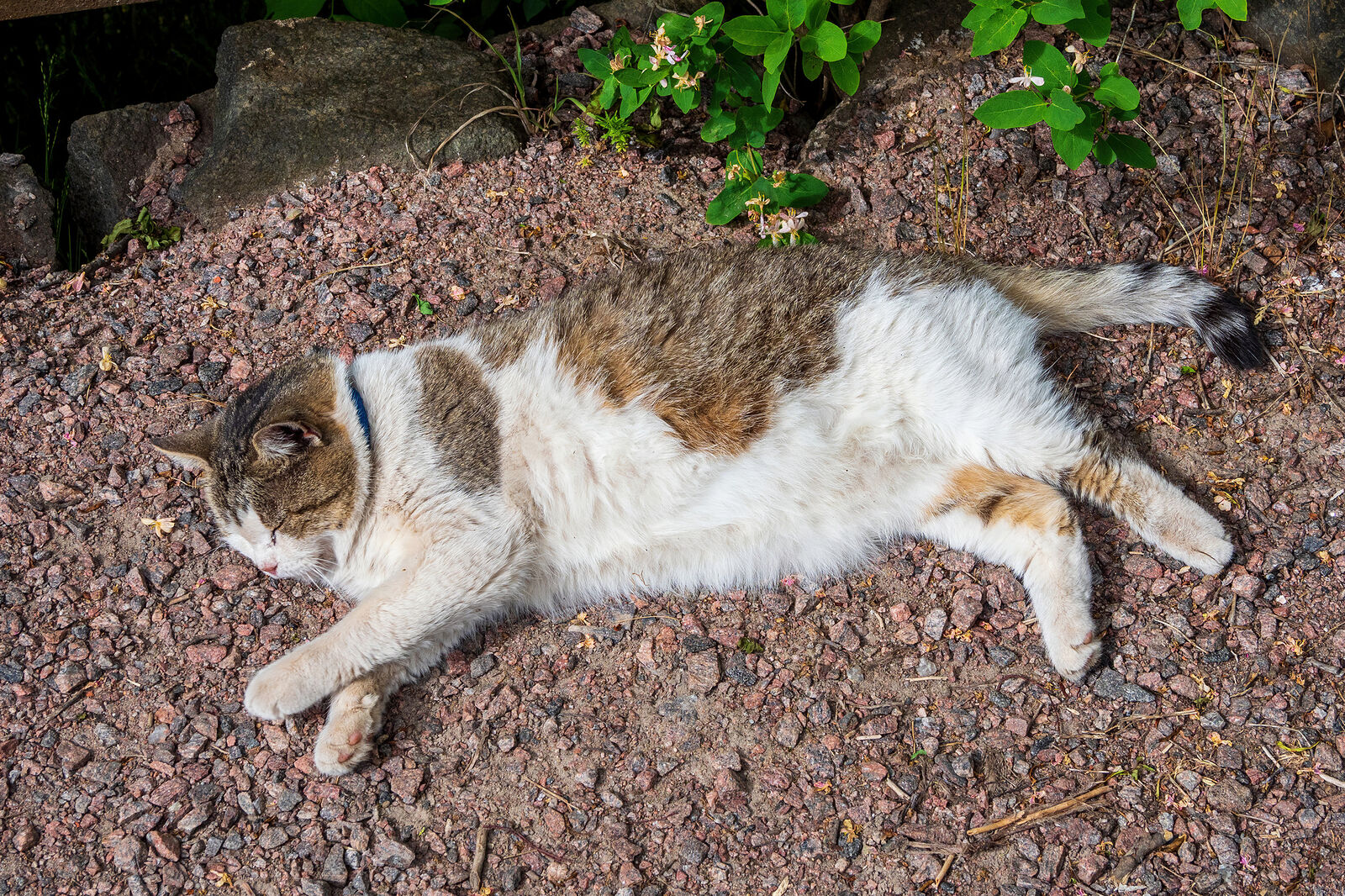 OLYMPUS DIGITAL CAMERA